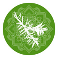 Шатавари Шатавари